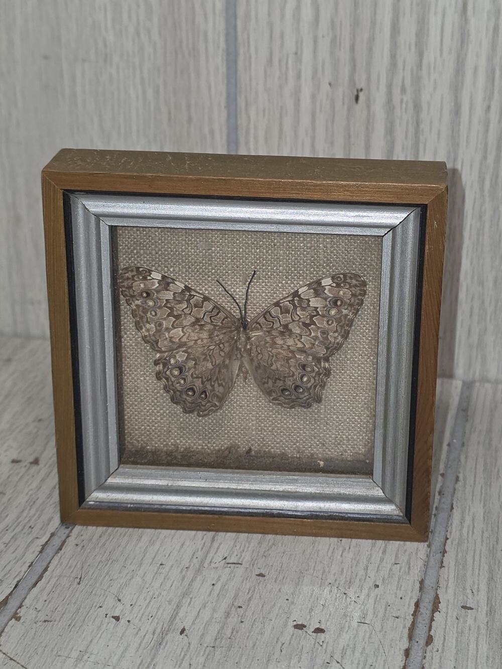Vintage Framed Cracker Butterfly Taxidermy Framed Shadowbox Wall Decor Boho READ